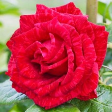 Троянда Ред Інтуішн (Роза Red Intuition)